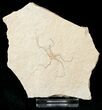 Ophiopetra Brittle Star Fossil - Solnhofen #15154-1